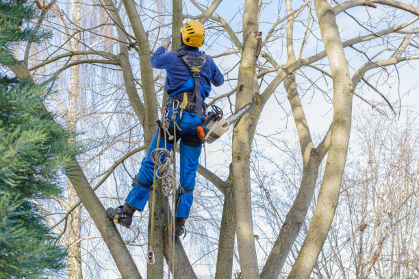 Best Tree Cabling and Bracing  in Palo Alto, CA