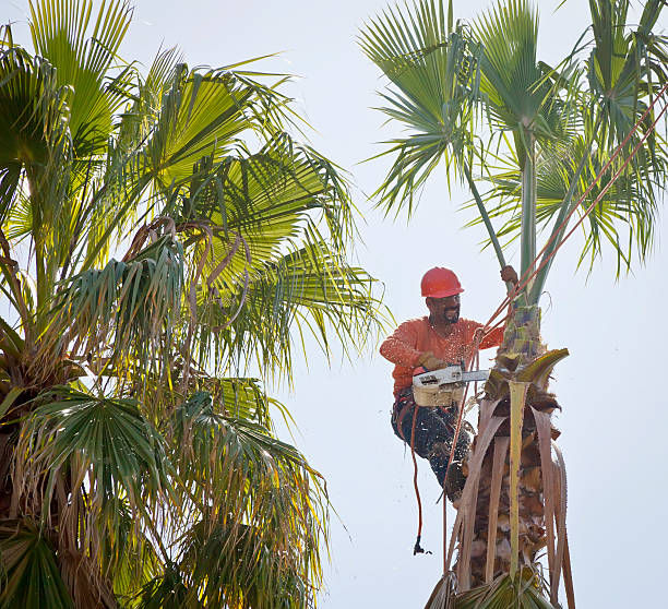 Best Fruit Tree Pruning  in Palo Alto, CA