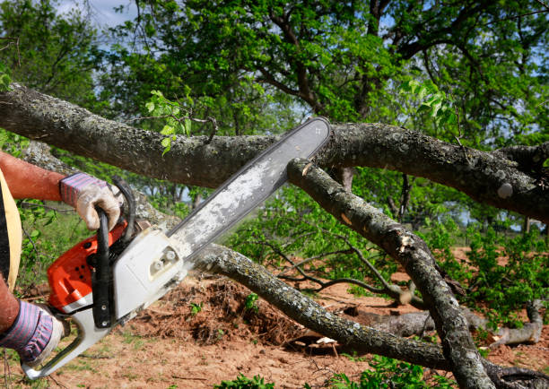 Best Tree Risk Assessment  in Palo Alto, CA